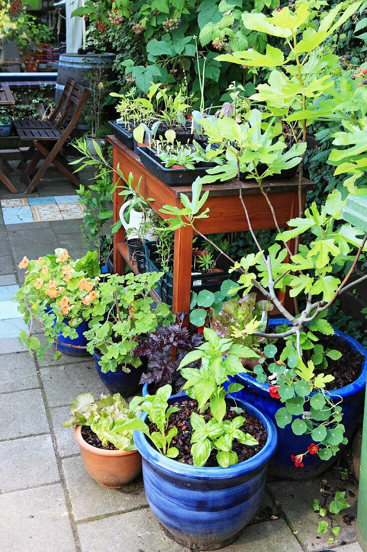 Various seedlings and kitchen herbs in ceramic pots on potting table on paved terrace with greenery; wooden garden furniture and colourful floor mosaic in background: vintage summer atmosphere