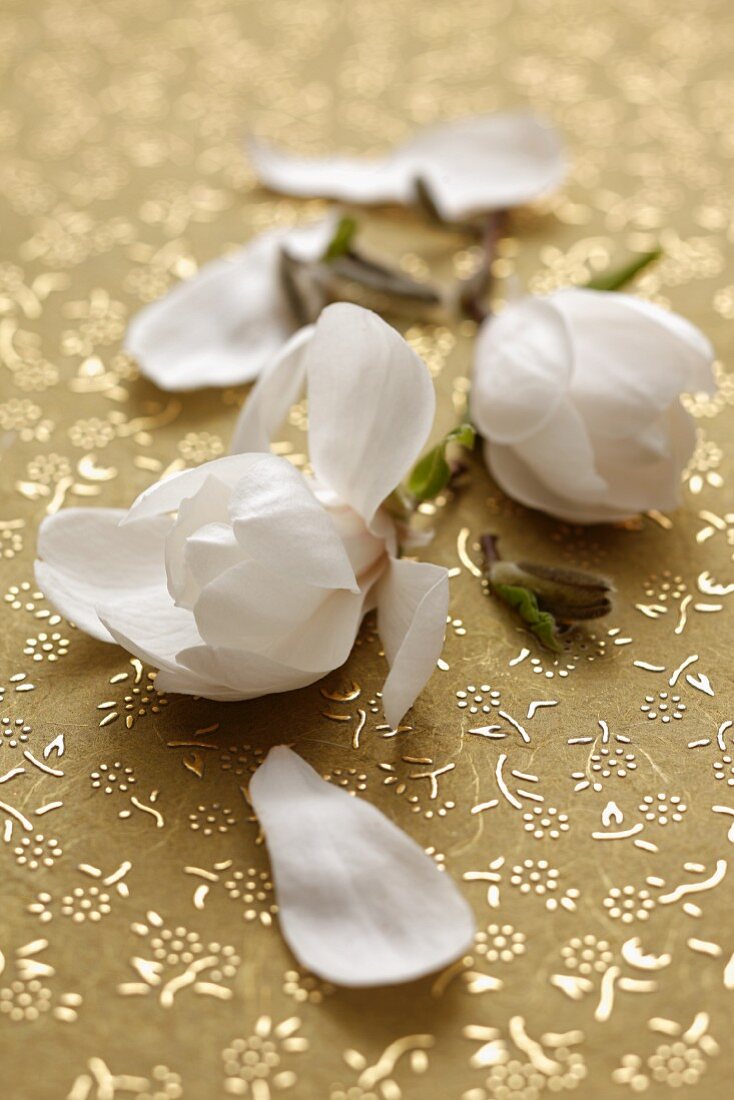 Magnolienblüten auf goldener Tischdecke