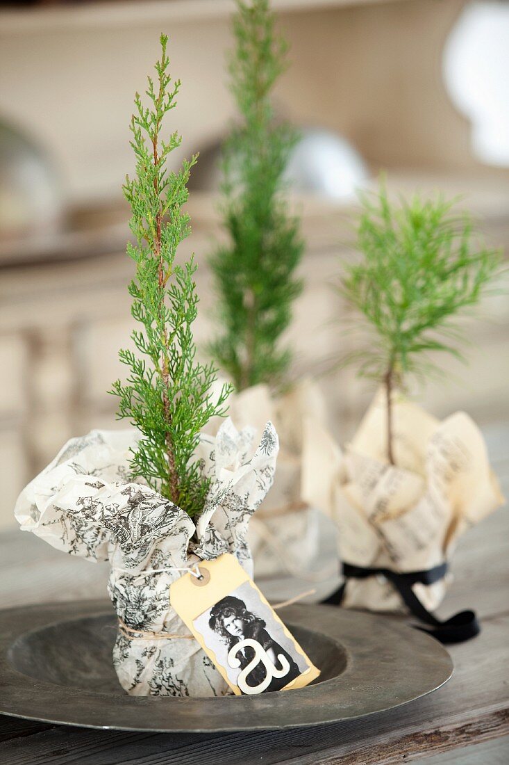 Miniature thuja trees in wrapping paper with card tags