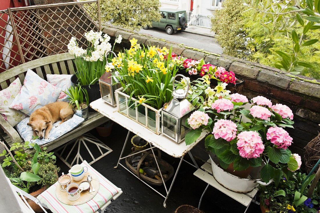 Blick über kleinen Balkon mit üppiger Blumenpracht auf Balkontisch und Stuhl platziert, ruhender Hund auf Holzbank mit Kissen gepolstert; Vintage Charakter