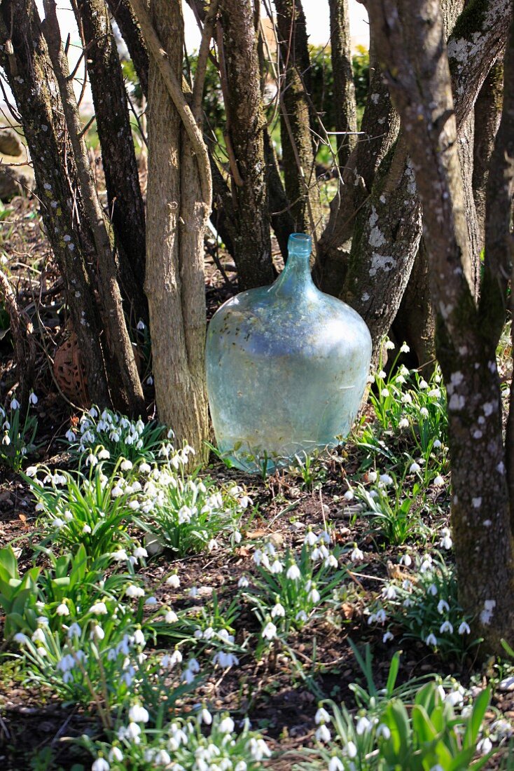 Old demijohn bottle in garden surrounded by snowdrops