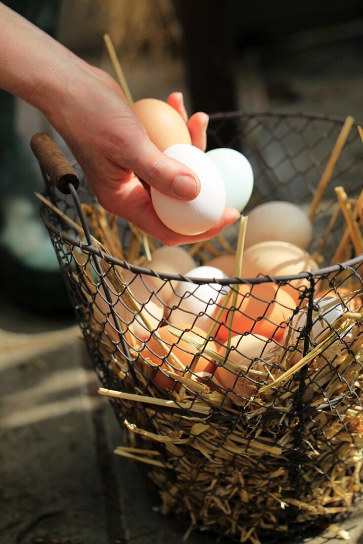 Fresh eggs on straw in wire basket