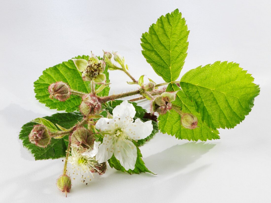 A sprig of raspberry flowers on a white surface