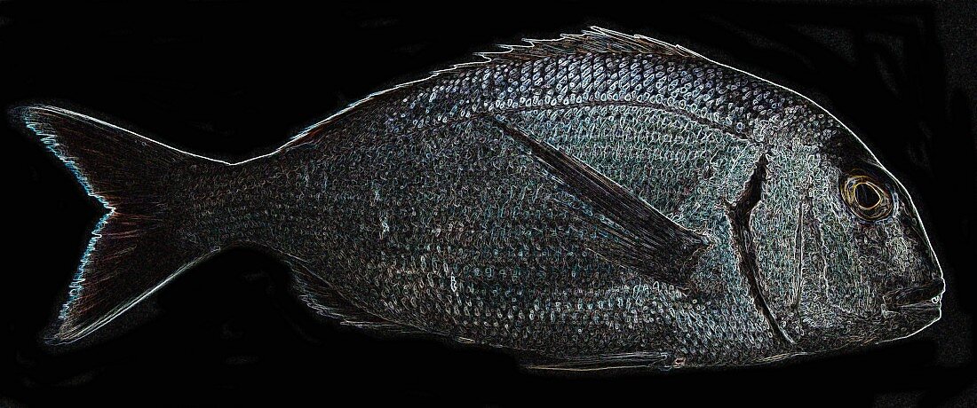 Fluoreszierender Fisch