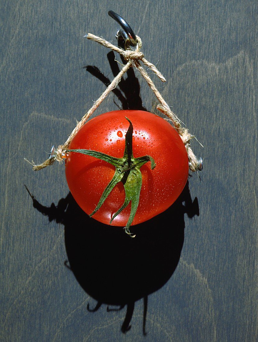 Tomate, an einem Haken hängend