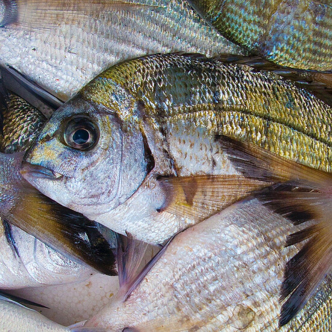 Fresh sea bream (gilt-head sea bream)