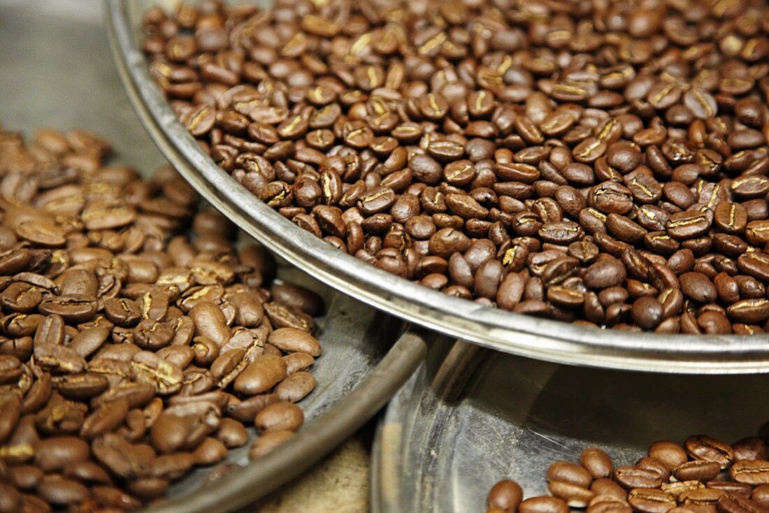 Viele Kaffeebohnen in Metallschalen