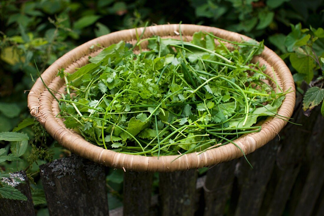 Fresh herbs in a woven basket on a garden fence
