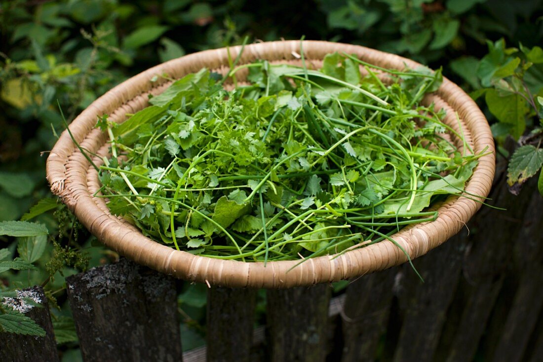 Frische Kräuter im Bastkorb auf Gartenzaun