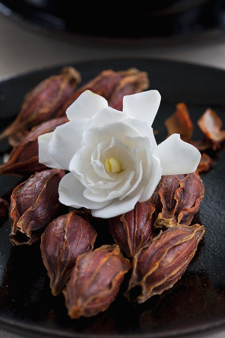 A fresh gardenia flower on top of dried ones