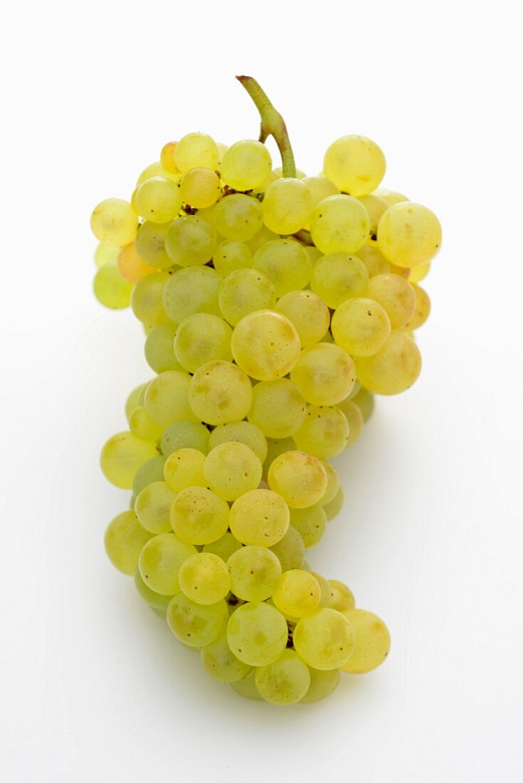 Muscat grapes