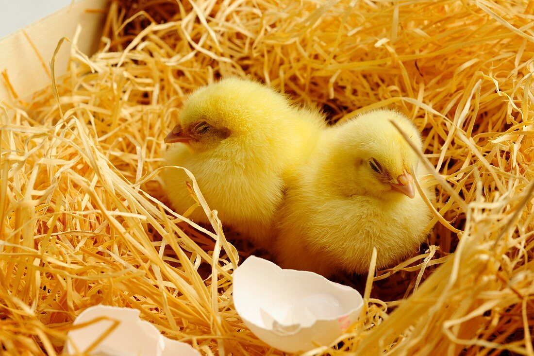 Two chicks next to egg shells in straw nest