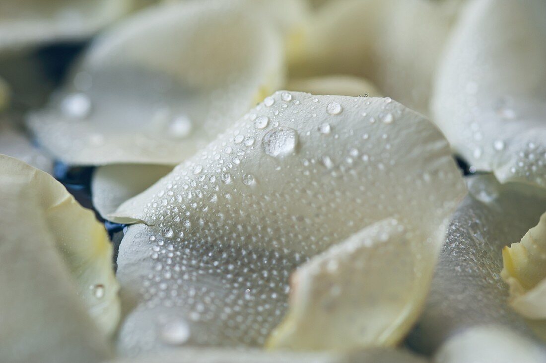 Wassertropfen auf weissen Rosenblättern