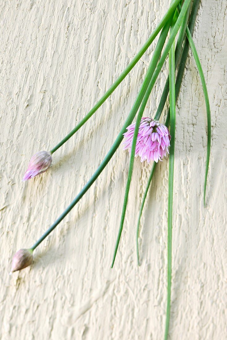 Chives in bloom