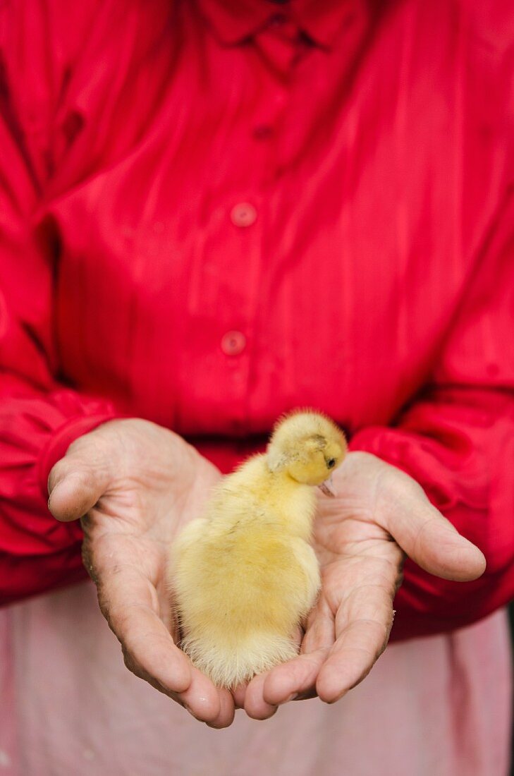 Farmer holding duckling