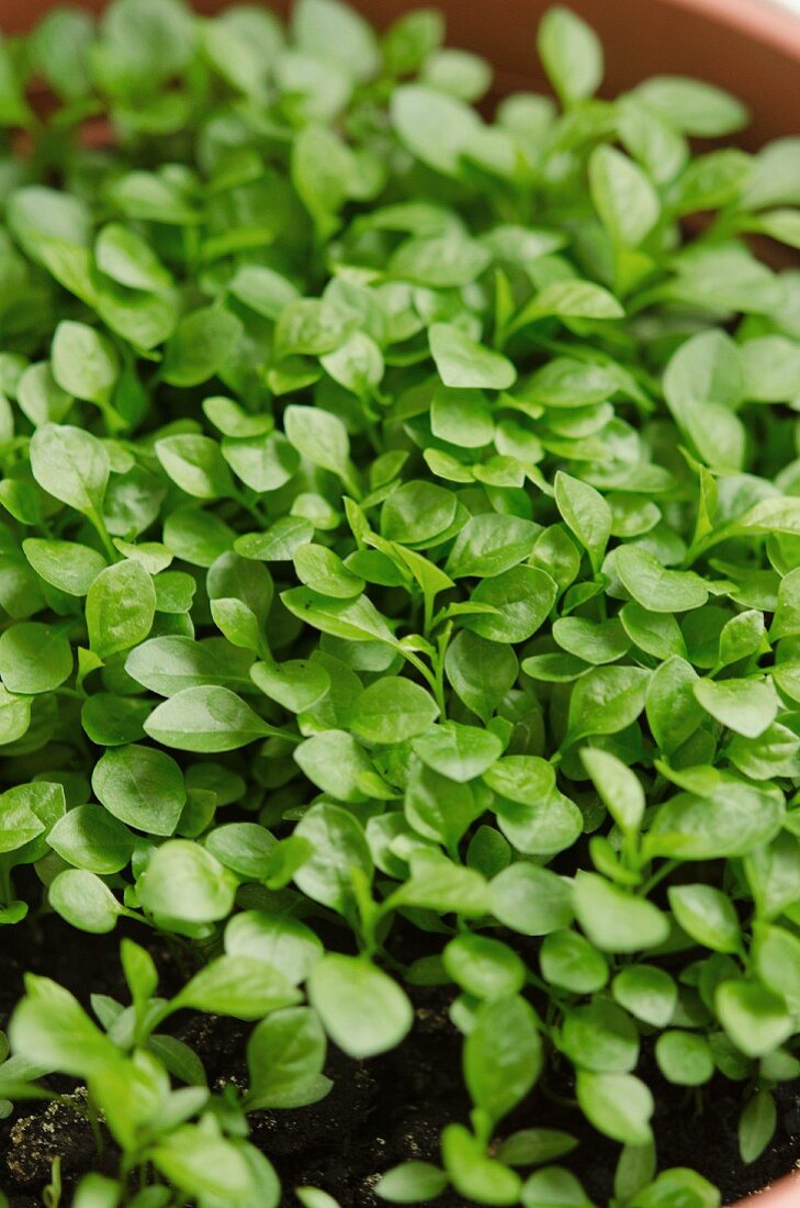 Young basil plants