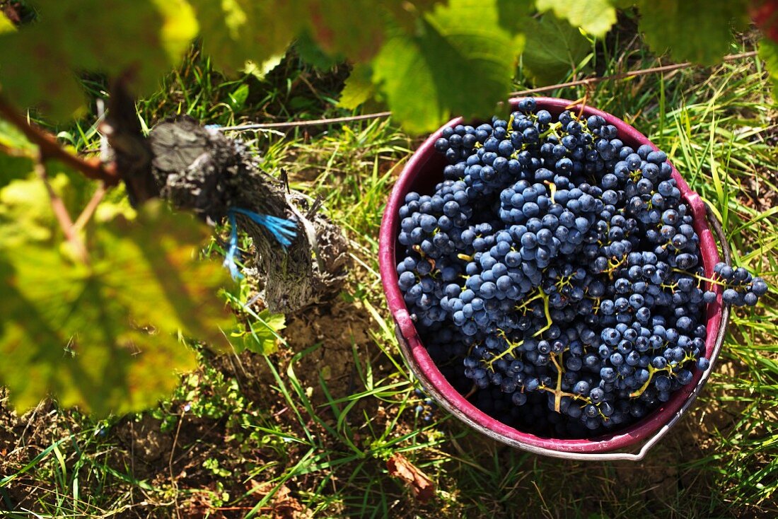 Weinlese im Burgenland: Blaufränkische Trauben in Eimer