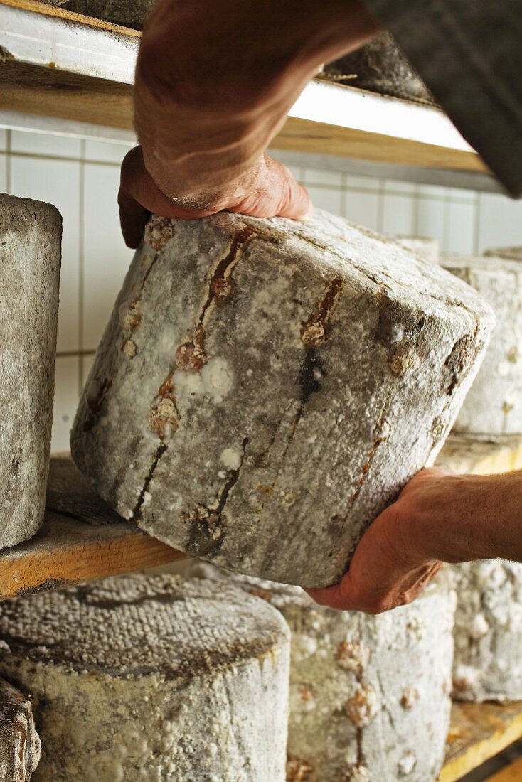 A man place a wheel of goat's cheese with ash on a shelf in a ripening cellar