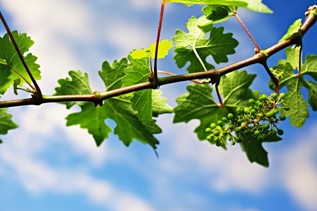 A vine in spring