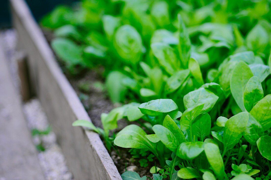 Close up of a lush green bed of basil