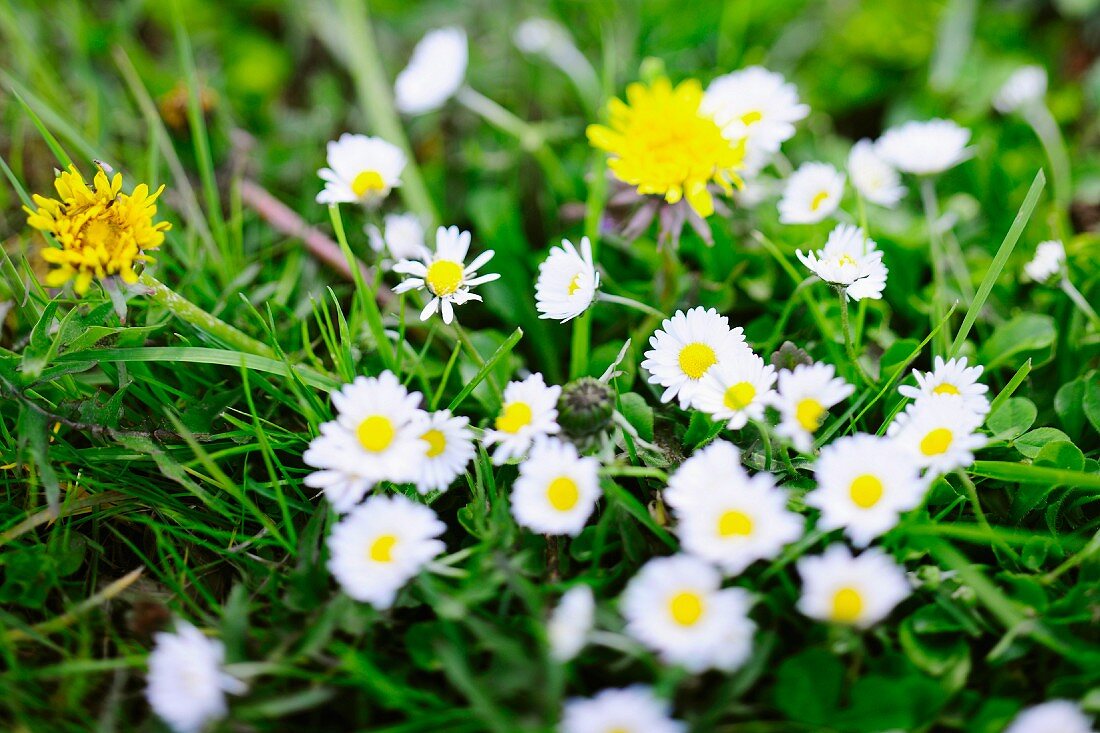 Close-up of daisies and dandelions in garden