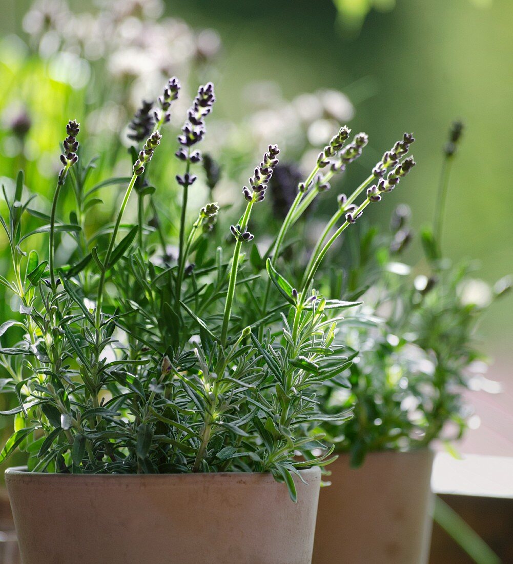 Plant pots with lavender