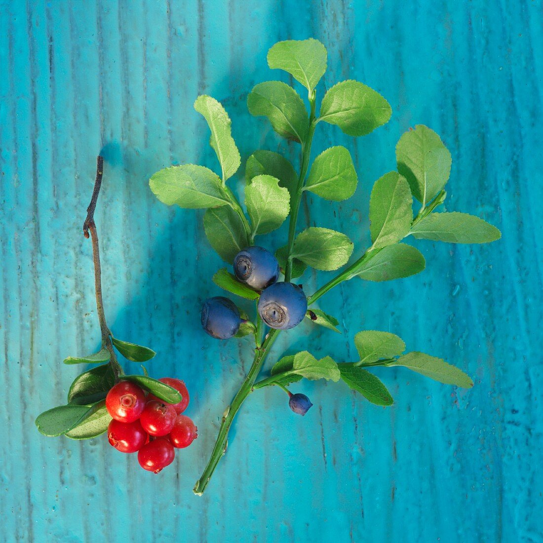 Zweige mit frischen Waldbeeren