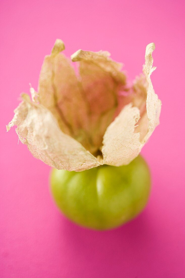 Tomatillo mit Hülle auf pinkfarbenem Untergrund