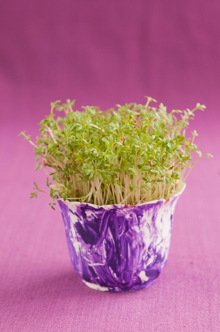 Fresh cress in a purple pot