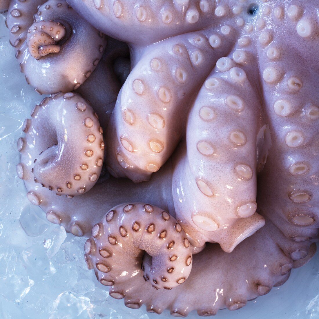 Frischer Oktopus (Close Up)