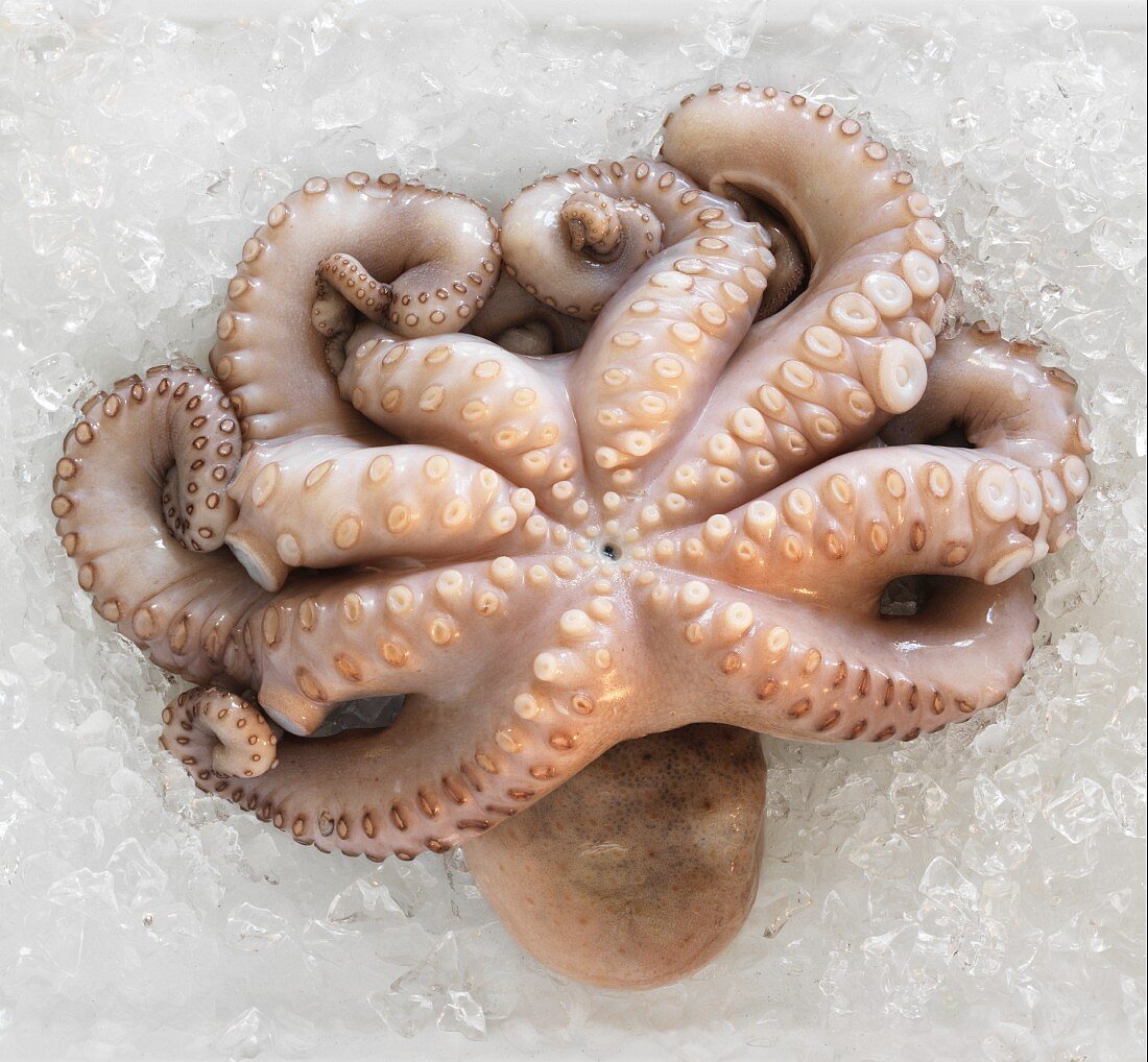 Frischer Oktopus auf Eis