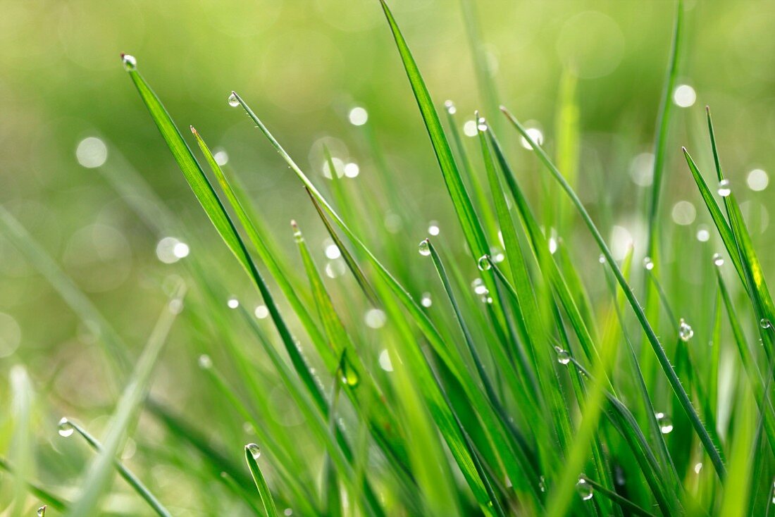 Blades of grass with dew drops