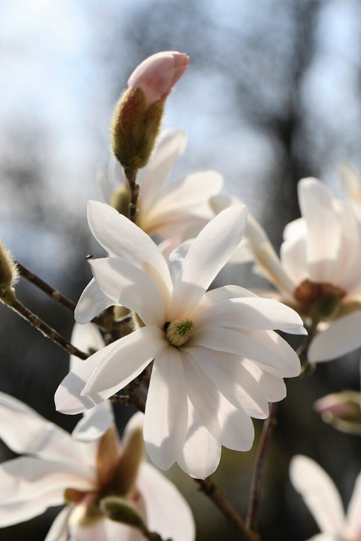 Blooming magnolia