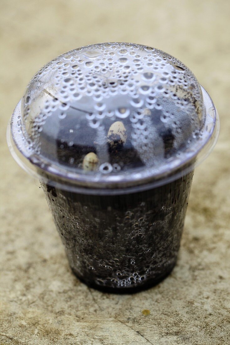 Seedlings in a plastic cups