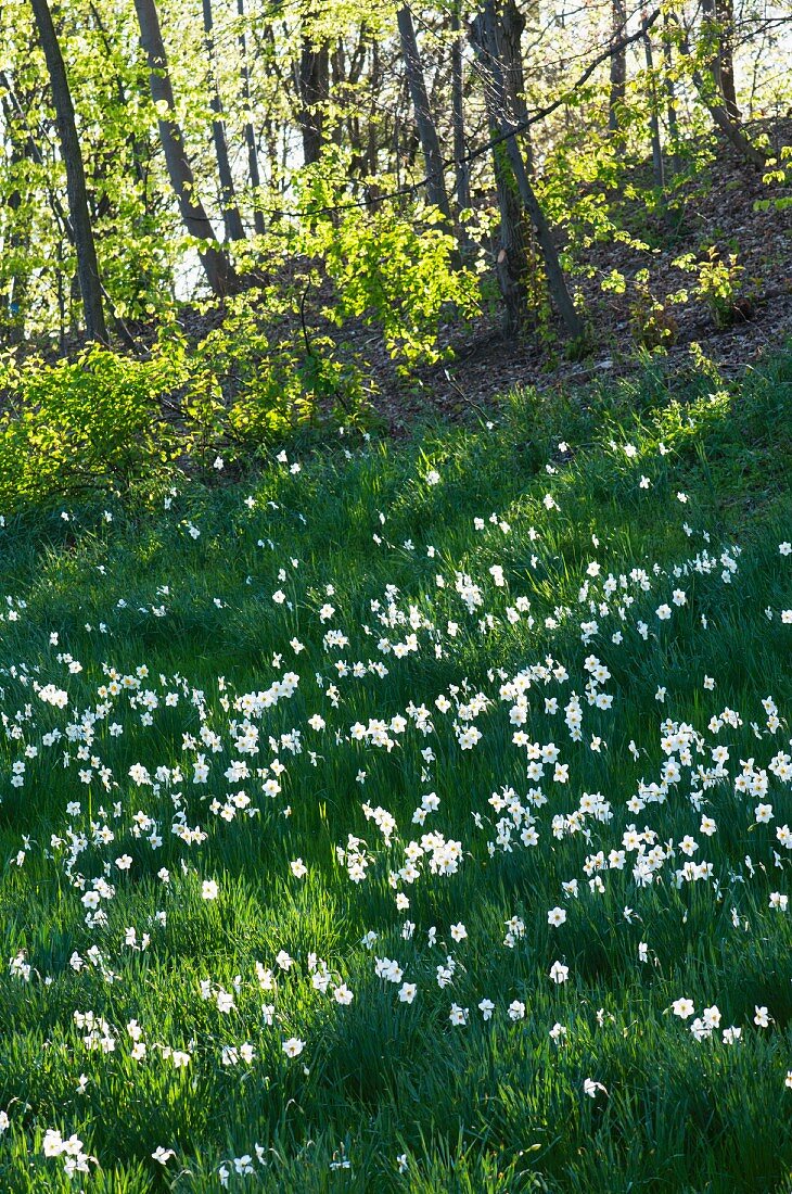 Blooming spring meadow by the edge of the forest