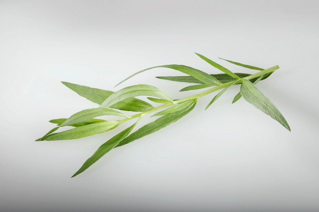 Badischer Estragon (Artemisia Dracunculus)