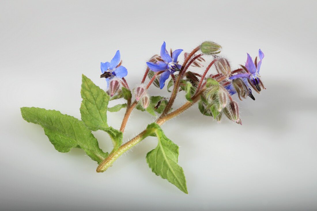 Borretsch mit blauen Blüten (Borago officinalis)