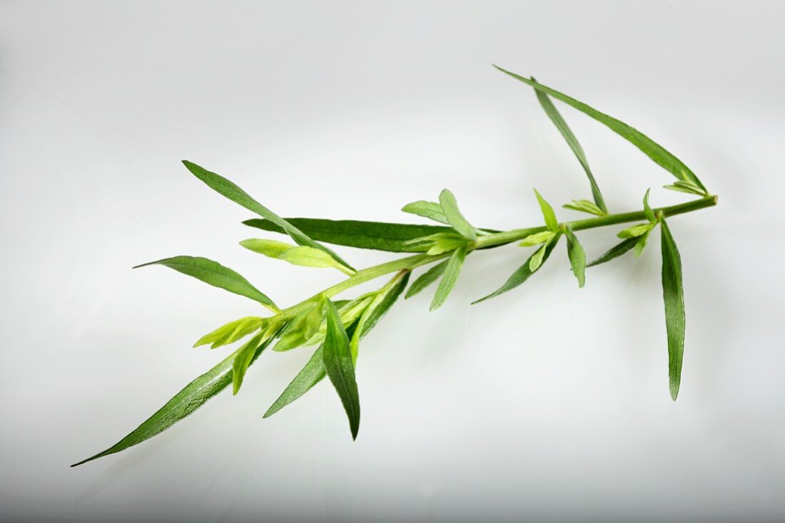 Deutscher Estragon (Artemisia dracunculus)