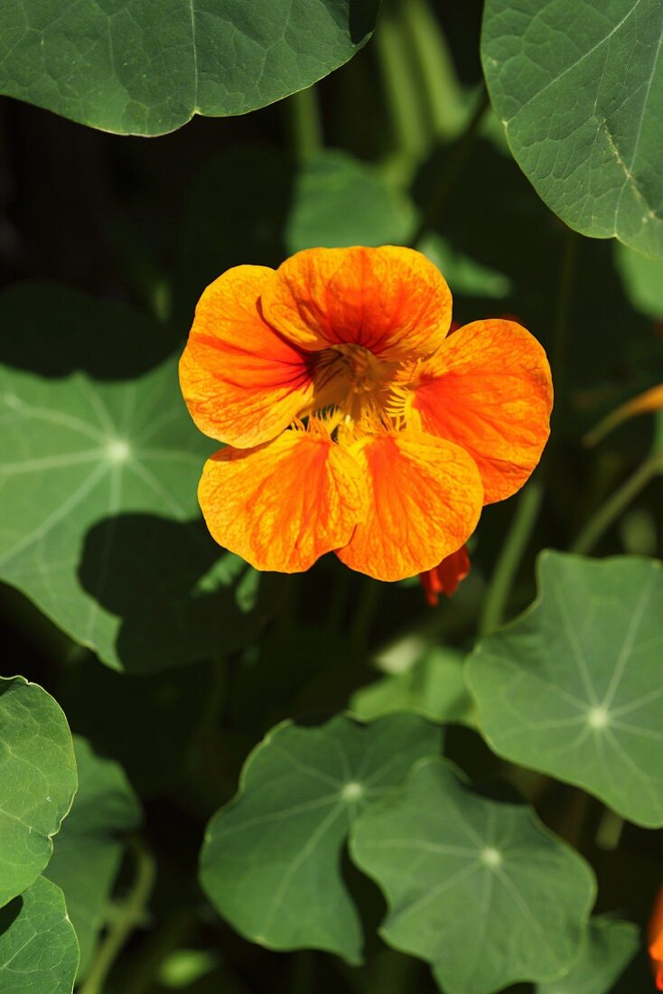 Nasturtium flower and leaves