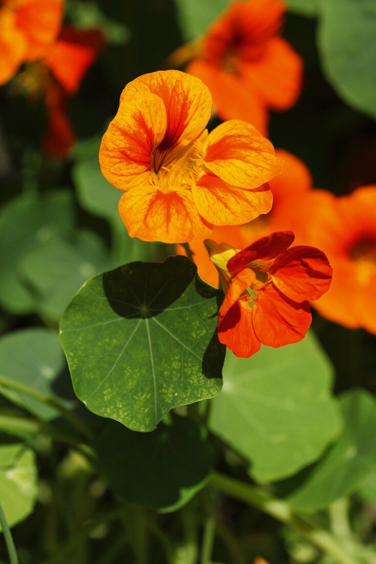 Flowering nasturtiums