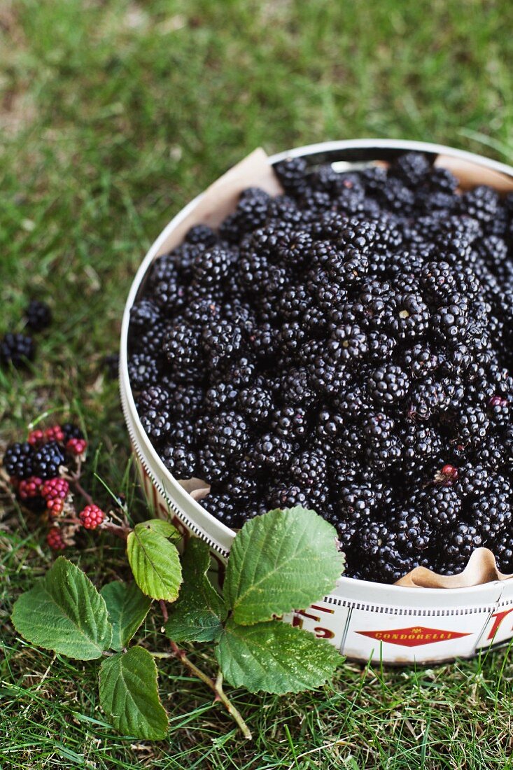 Fresh picked blackberries in a container