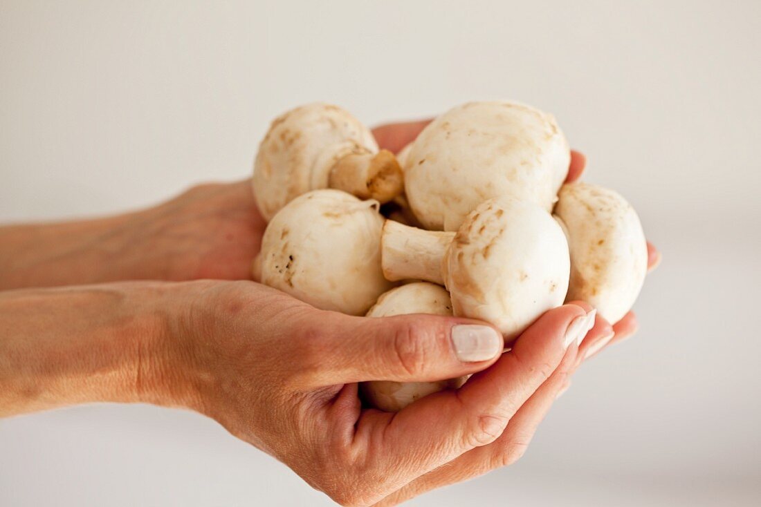 Frauenhände halten frische Champignons