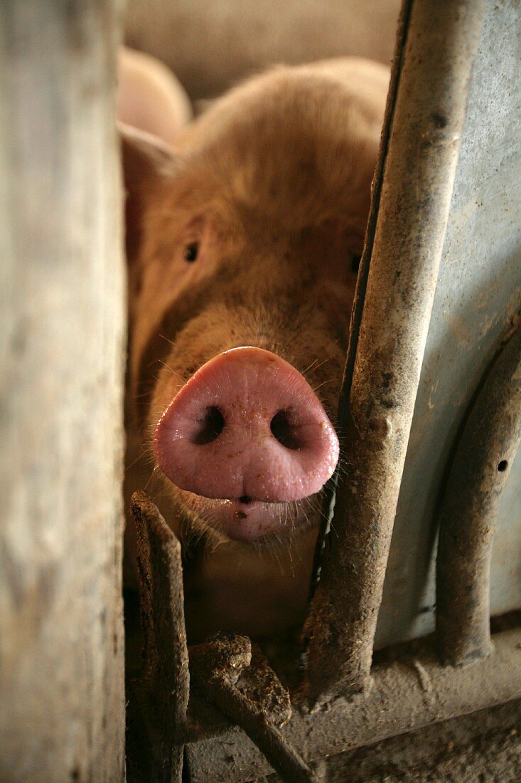 A piglet looking through a crack