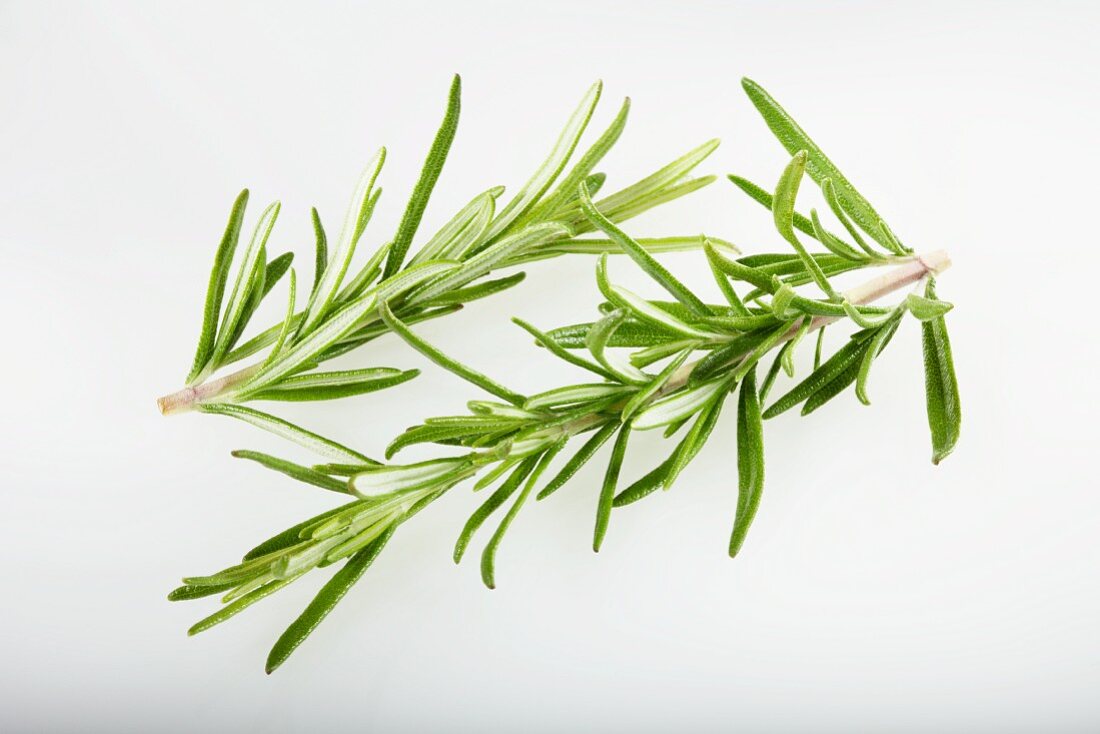Two sprigs of rosemary
