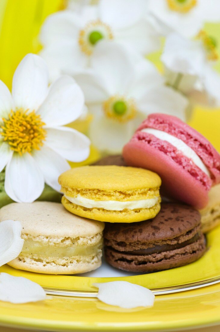 Bunte Macarons und weiße Anemonen