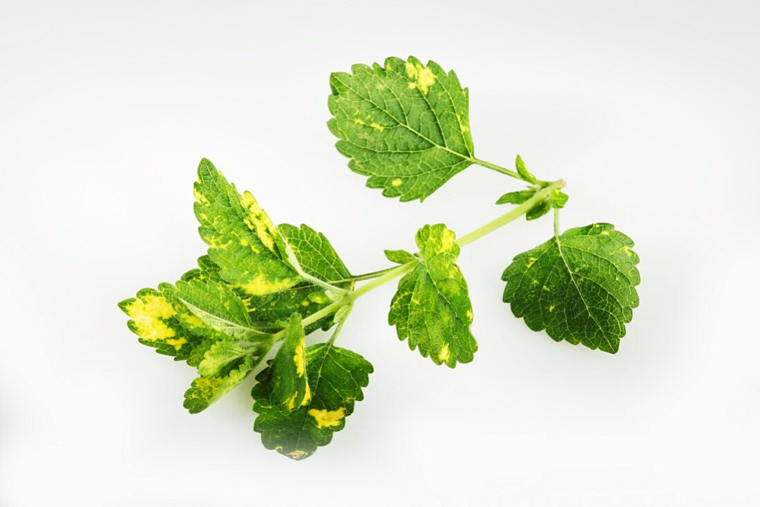 Lemon balm