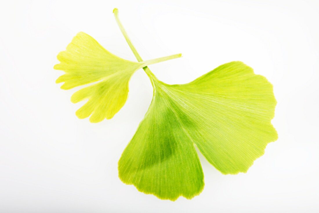 Ginkgoblätter