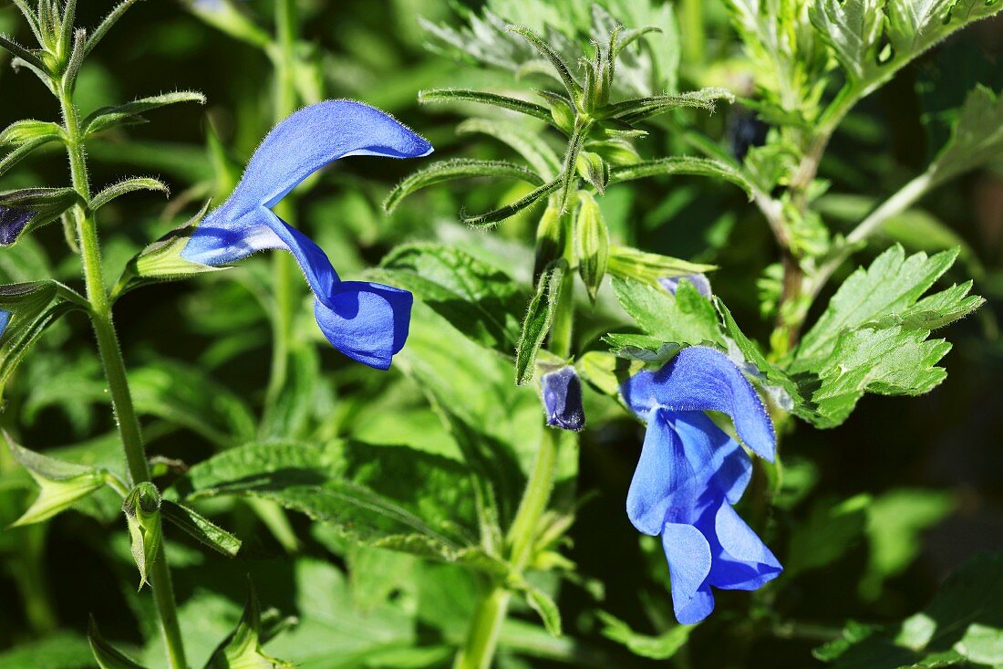 Prachtsalbei oder Titticacasee Salbei (Salvia patens)