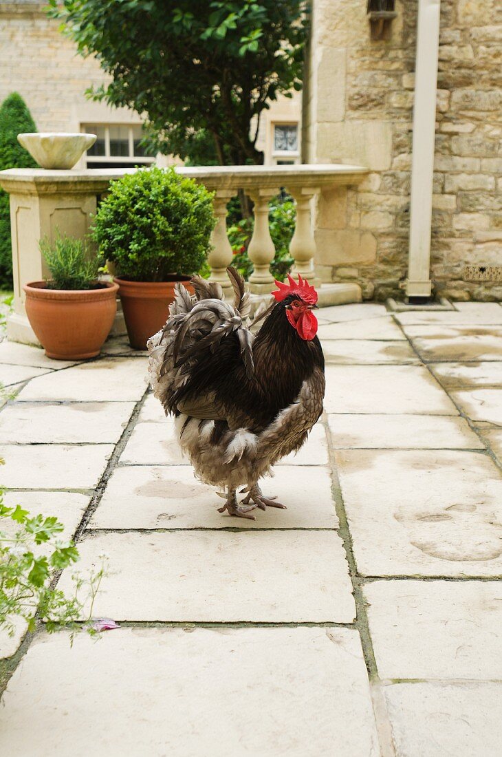 Cockerel walking across terrace of English manor house