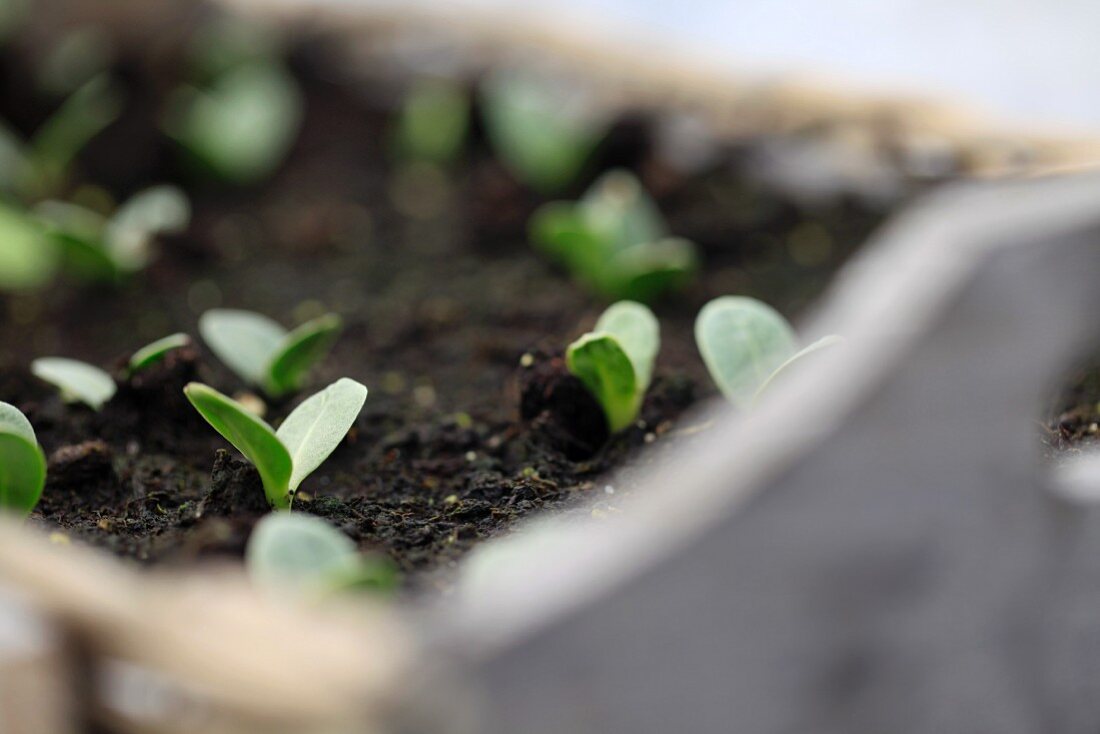 Fresh artichoke seedlings in a wooden trough with potting soil